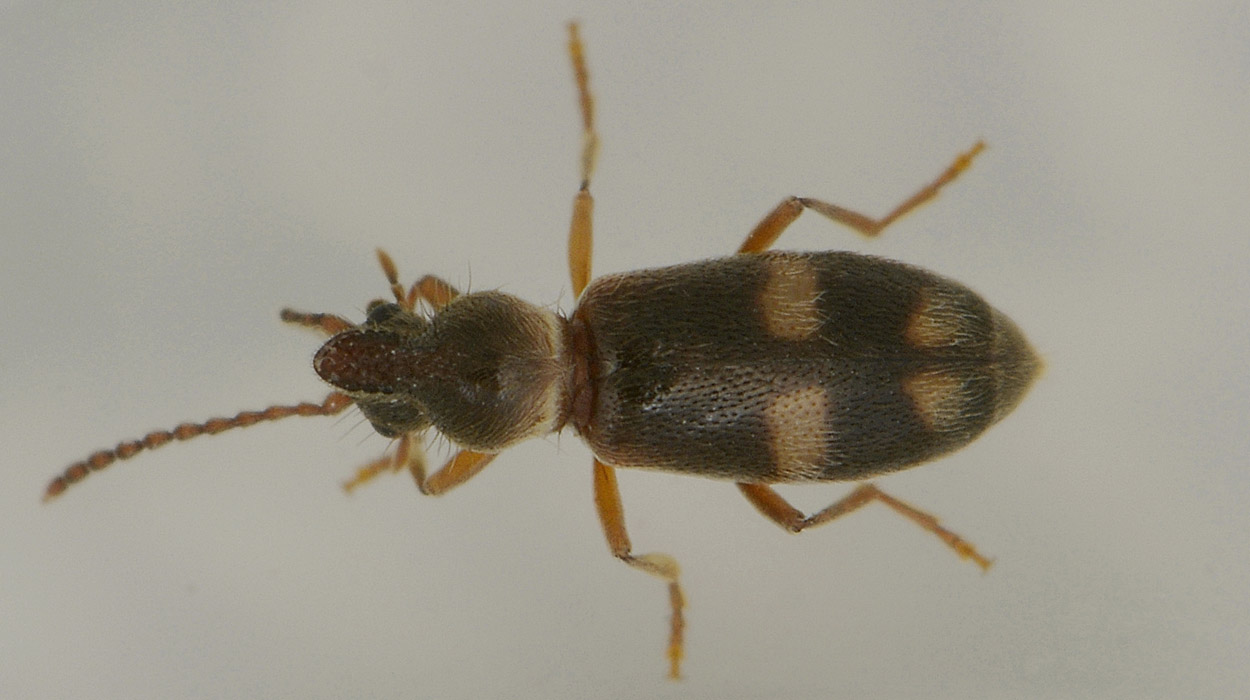 Anthicidae 2: Notoxus miles italicus